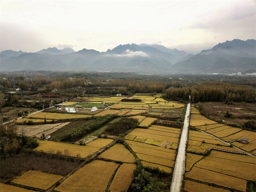 背靠大秦嶺的長(zhǎng)安王莽恢復(fù)了水稻種植，水鄉(xiāng)農(nóng)耕景觀得以再現(xiàn)。吳超攝