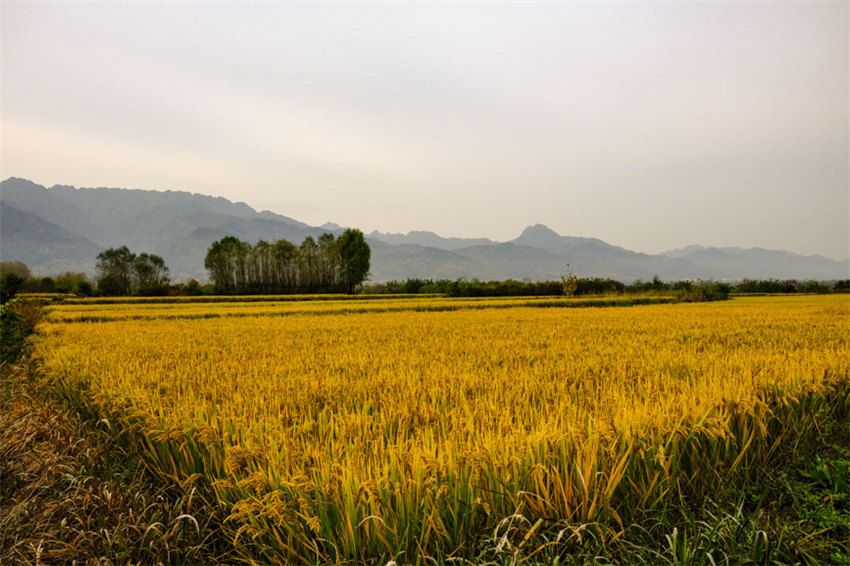 背靠大秦嶺的長安王莽恢復(fù)了水稻種植，水鄉(xiāng)農(nóng)耕景觀得以再現(xiàn)。吳超攝