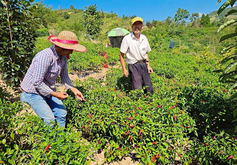 陜西尚都富硒辣椒農(nóng)業(yè)發(fā)展有限公司位于旬陽高新區(qū)呂河工業(yè)園區(qū)，主要從事從事辣椒種植、加工和銷售。該公司同農(nóng)戶簽訂訂單收購協(xié)議，由農(nóng)民種植辣椒，公司進行收購。圖為村民正在采摘辣椒。周尚攝