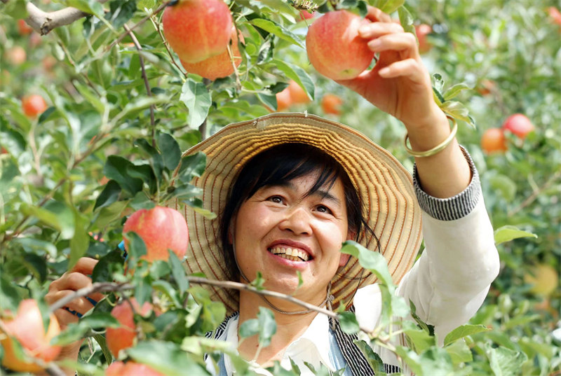 近日，陜西省合陽縣甘井鎮(zhèn)的蘋果迎來豐收，已有超3萬件蘋果被銷往全國各地。雷現(xiàn)榮 攝