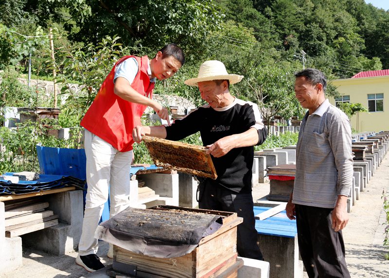 在“蜜蜂王國(guó)”長(zhǎng)角壩鎮(zhèn)龍草坪村，黨員志愿者和蜂農(nóng)一起察看產(chǎn)蜜情況。 吳彥峰攝