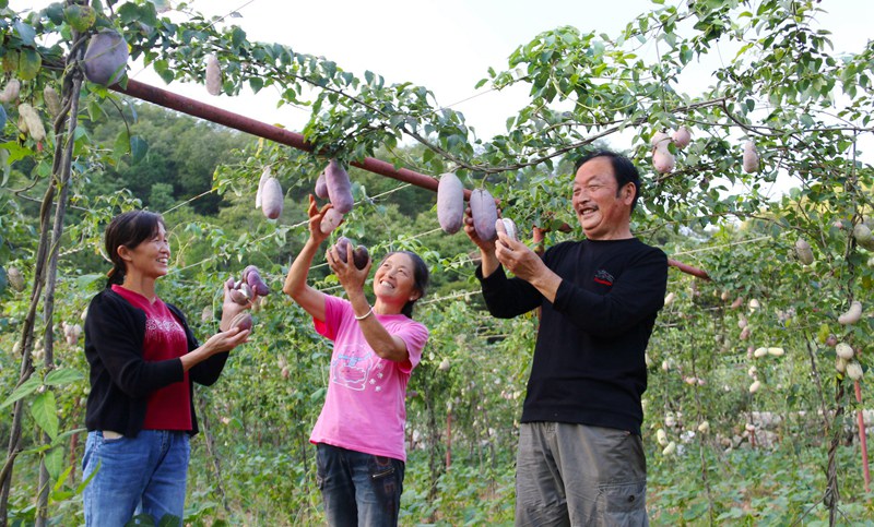 在袁家莊街道王家灣村產(chǎn)業(yè)園里，村民們?cè)邳h員指導(dǎo)下喜摘八月瓜。吳彥峰攝