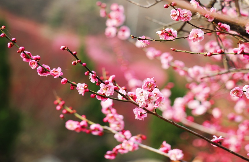 一簇簇梅花盛開，紅似火粉如霞。趙靜 攝