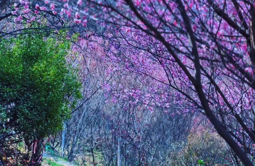 成片盛開(kāi)的梅花樹(shù)下，暗香浮動(dòng)。趙影超 攝