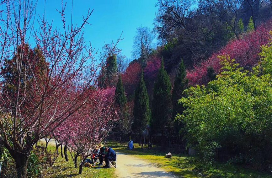 游客專程趕來賞梅，享受著春日美景。趙靜 攝