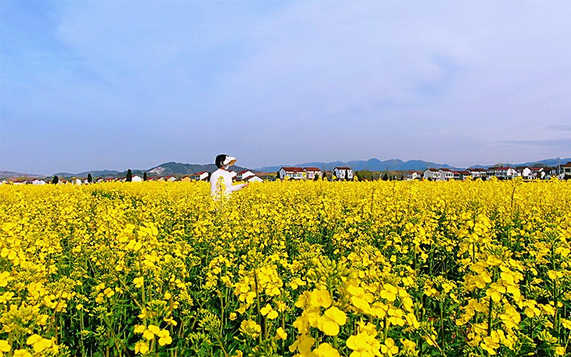 游客漫步花海享受春日美好。任莉 攝