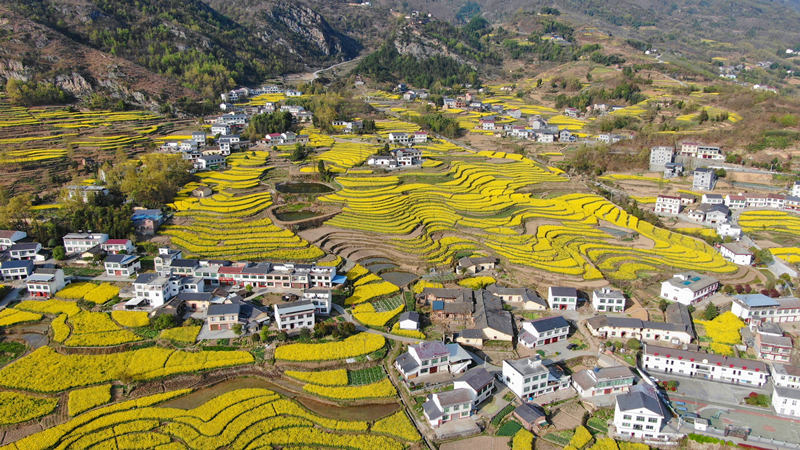 擁有260年歷史的鳳堰古梯田迎來最美油菜花海。