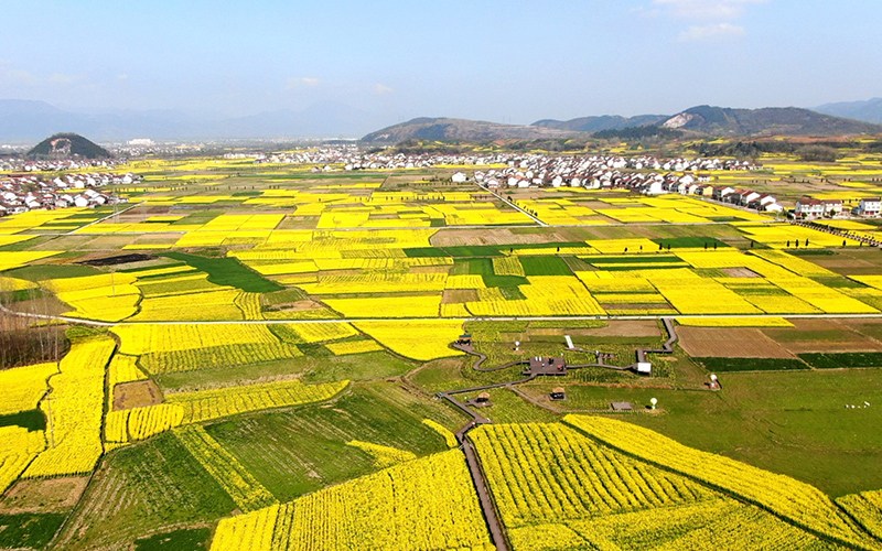 陜西省漢中市勉縣溫泉鎮(zhèn)劉家山村遍地金黃。石轉(zhuǎn)玲 攝