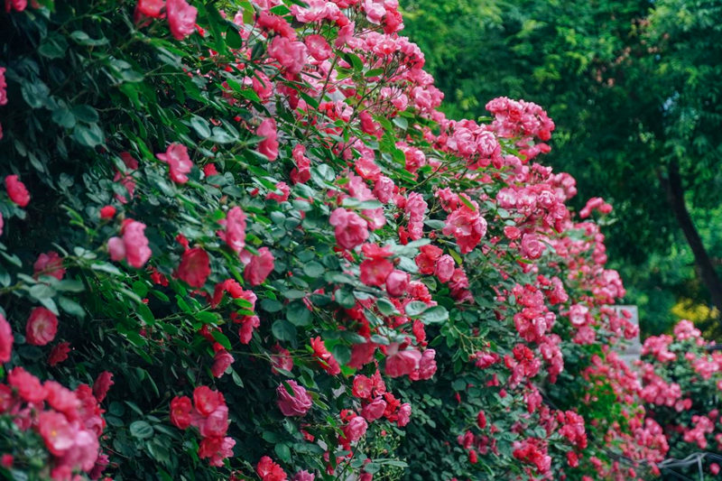 西安醫(yī)學(xué)院的薔薇花墻。甘雨欣 攝