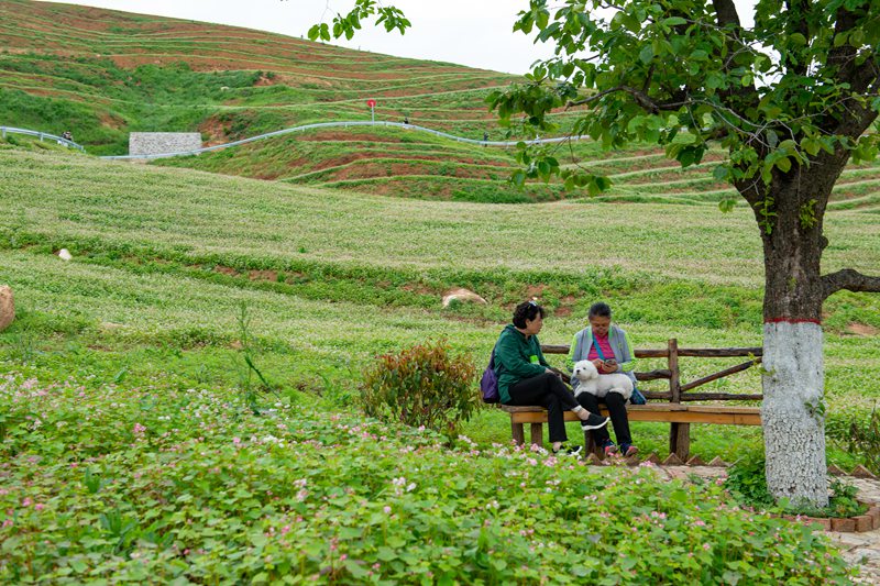 蕎麥花開(kāi)迎客來(lái)。肖奔 攝