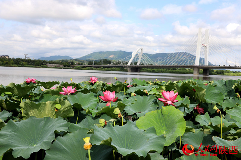 天漢濕地公園蓮花池。人民網(wǎng)記者 孫挺攝