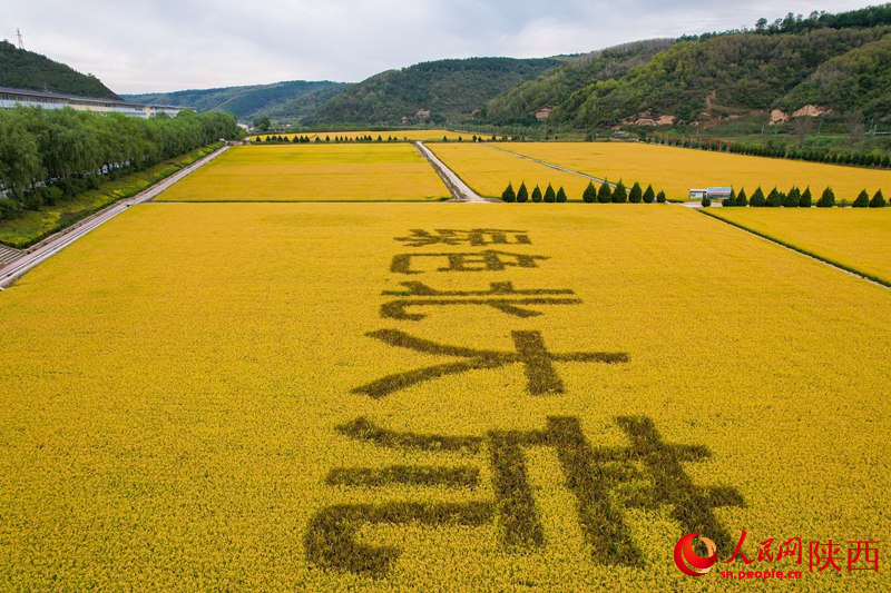 綠色北大荒。人民網(wǎng) 黨童攝