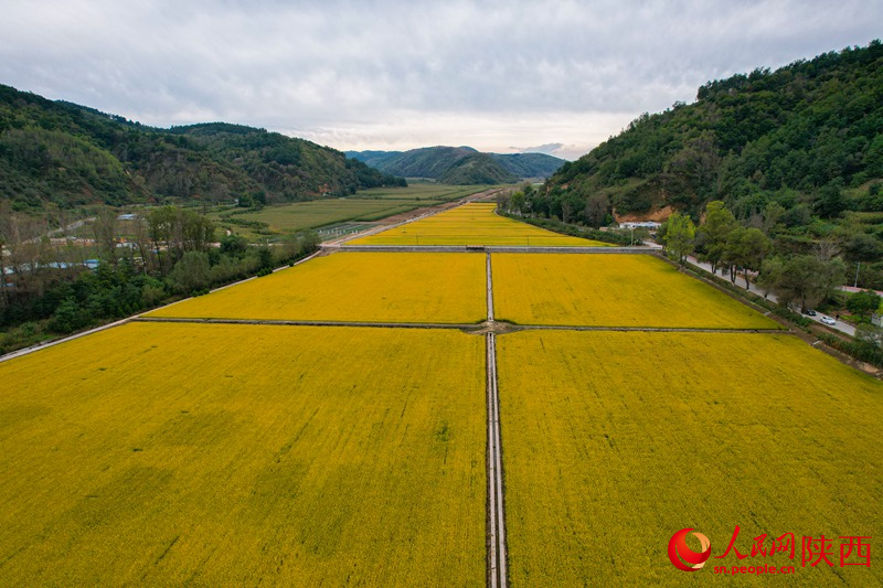 山中的稻田。人民網(wǎng) 黨童攝