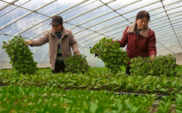 新春走基層丨大棚育苗，種出增收新希望