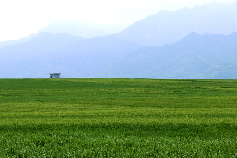 3月21日，秦嶺山腳下，有著“萬(wàn)畝糧倉(cāng)”之稱(chēng)的西安市長(zhǎng)安區(qū)神禾塬，萬(wàn)畝麥田呈現(xiàn)出一派綠油油的景象。楊凱攝