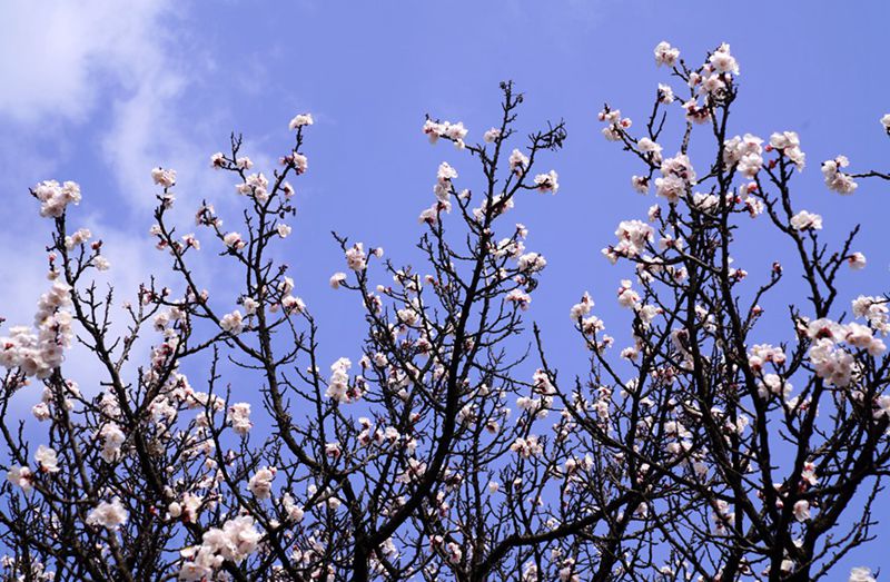 3月25日，西安市臨潼區(qū)仁宗街道莊王村官溝組杏花嶺上的杏花迎風怒放。王三合攝