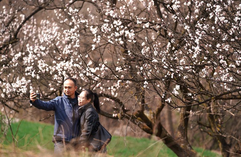 3月25日，游客在杏花嶺上賞花打卡。王三合攝