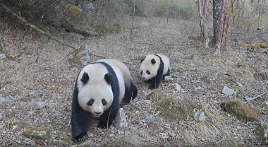 野生大熊貓“母子”同框“帶娃巡山”