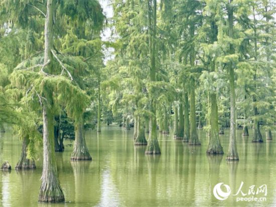 湖北省武漢漲渡湖濕地，池杉“破水而出”。人民網(wǎng)記者 張沛攝